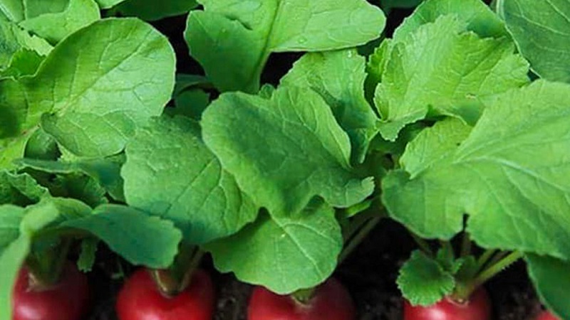 Est-il possible de manger la tige et les feuilles d'un radis