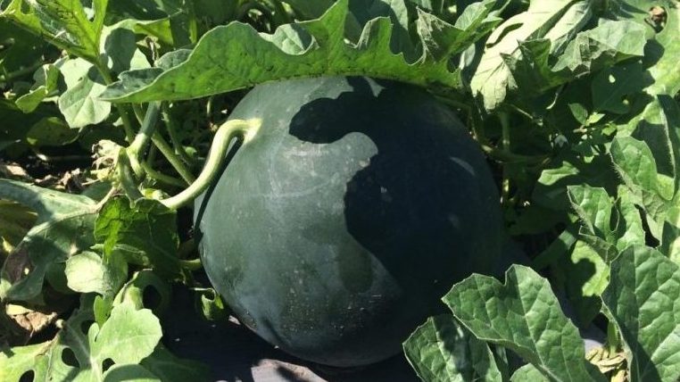 Les noms des premières variétés de pastèques pour un terrain ouvert et des critiques à leur sujet