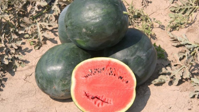 Les noms des premières variétés de pastèques pour un terrain ouvert et des critiques à leur sujet