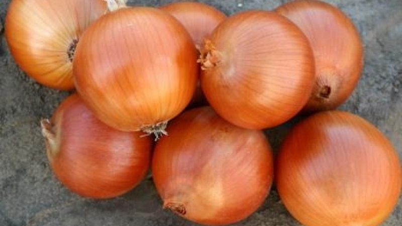 Variété d'oignon sans prétention et résistante au gel Turbo