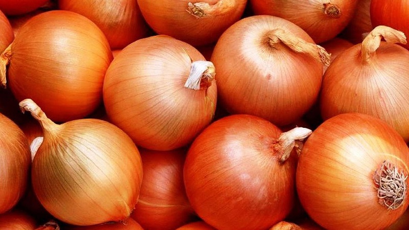 Variété d'oignon sans prétention et résistante au gel Turbo