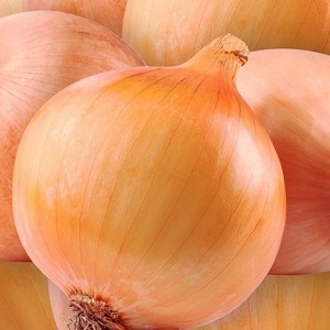 Variété d'oignon sans prétention et résistante au gel Turbo