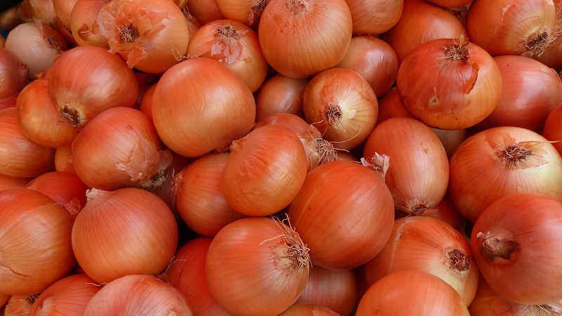 Variété d'oignon sans prétention et résistante au gel Turbo