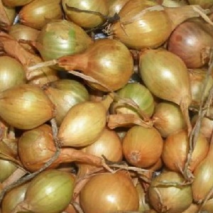 Variété d'oignon sans prétention et résistante au gel Turbo