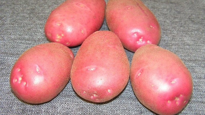 Variété de pomme de terre mûre précoce sans prétention Lyubava pour un stockage à long terme