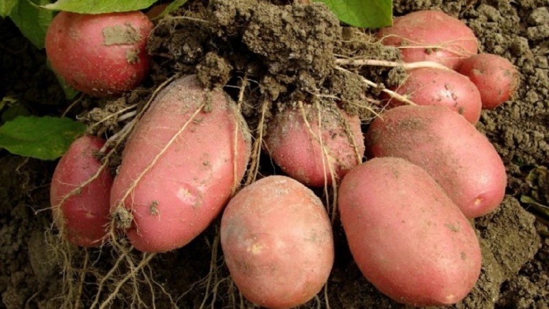 Variété de pomme de terre mûre précoce sans prétention Lyubava pour un stockage à long terme