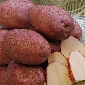 Variété de pomme de terre mûre précoce sans prétention Lyubava pour un stockage à long terme