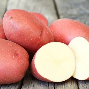 Variété de pomme de terre mûre précoce sans prétention Lyubava pour un stockage à long terme