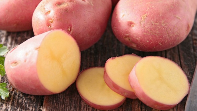 Variété de pomme de terre mûre précoce sans prétention Lyubava pour un stockage à long terme