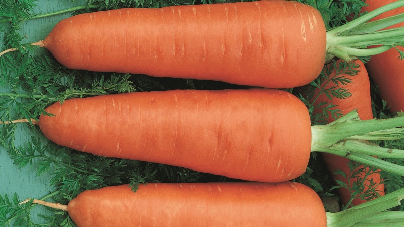 Hybride mi-précoce sans prétention de carottes Red Core