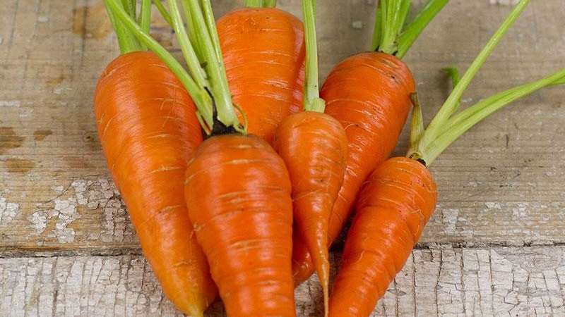 Hybride mi-précoce sans prétention de carottes Red Core