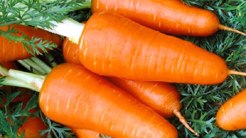 Hybride mi-précoce sans prétention de carottes Red Core