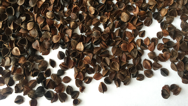 Les incroyables bienfaits des cosses de sarrasin dans le jardin