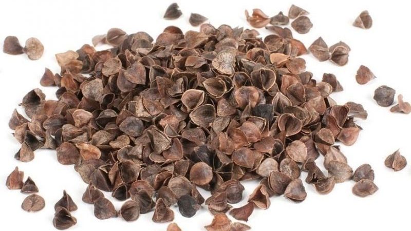 Les incroyables bienfaits des cosses de sarrasin dans le jardin