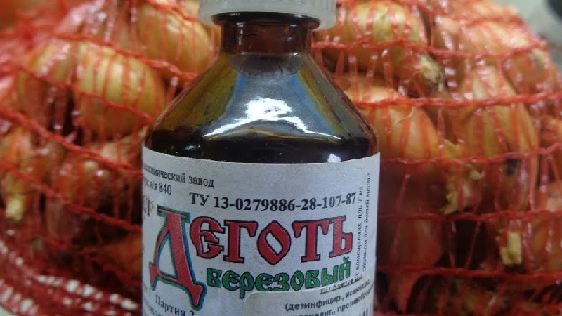 Transformer les oignons avant la plantation avant l'hiver