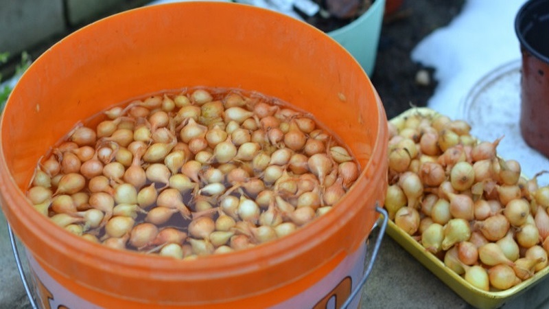 Transformer les oignons avant la plantation avant l'hiver