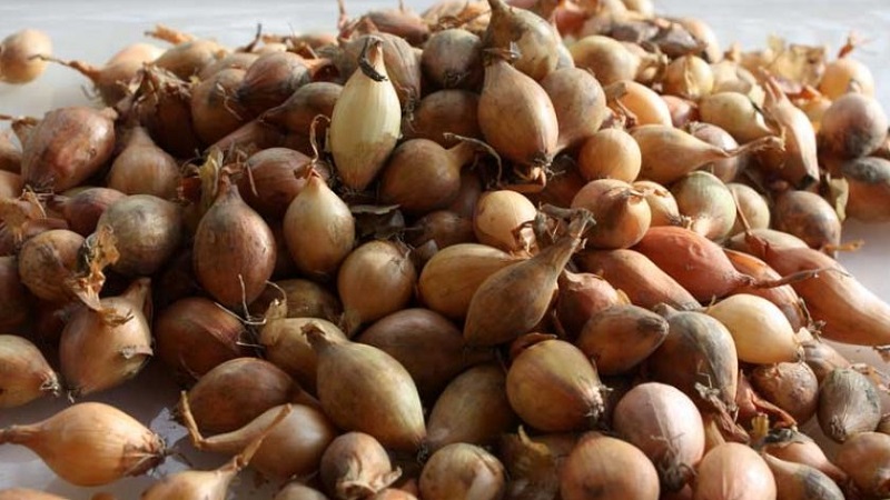 Transformer les oignons avant la plantation avant l'hiver