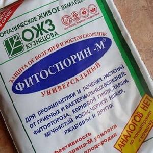 Transformer les oignons avant la plantation avant l'hiver