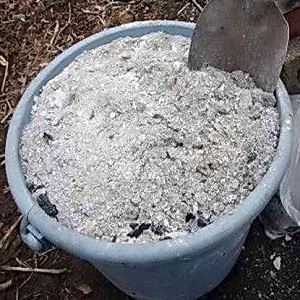 Transformer les oignons avant la plantation avant l'hiver