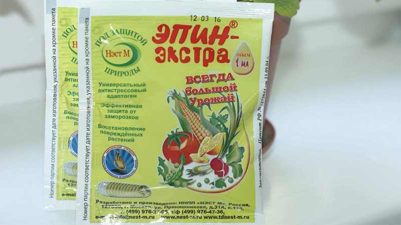 Transformer les oignons avant la plantation avant l'hiver