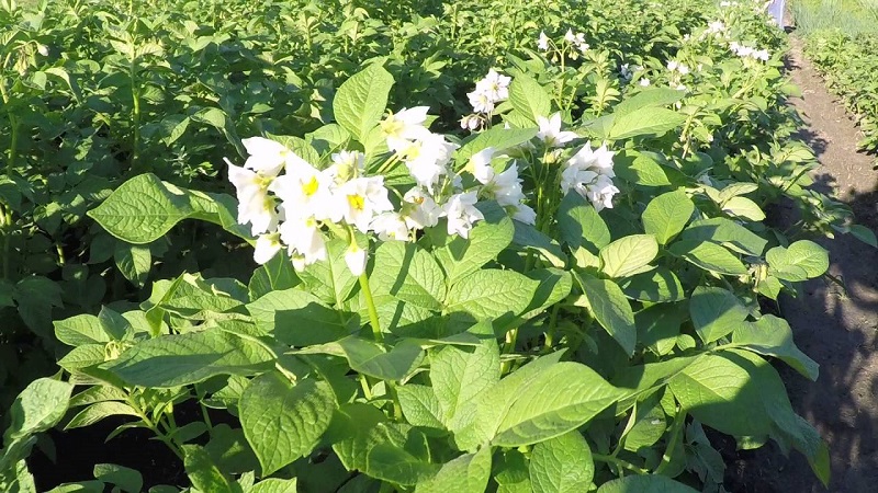 L'une des variétés de pommes de terre les plus sans prétention - Lina: une description du rendement et des conseils pour la culture