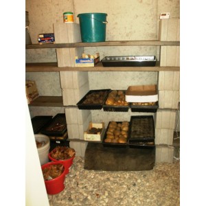 Caractéristiques de la conservation des pommes de terre dans un garage sans cave