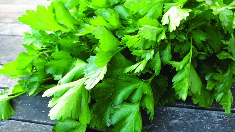 Caractéristiques de la culture du persil dans une serre à vendre