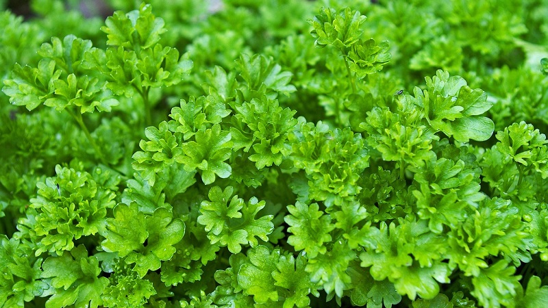 Caractéristiques de la culture du persil dans une serre à vendre