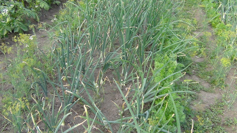 Attention, mouche de l'oignon: comment se battre et gagner