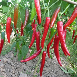 Distinguer les fruits piquants est facile et simple - piment de Cayenne et piment: quelle est la différence et comment ils sont utilisés