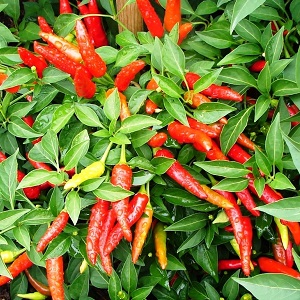 Distinguer les fruits piquants est facile et simple - piment de Cayenne et piment: quelle est la différence et comment ils sont utilisés