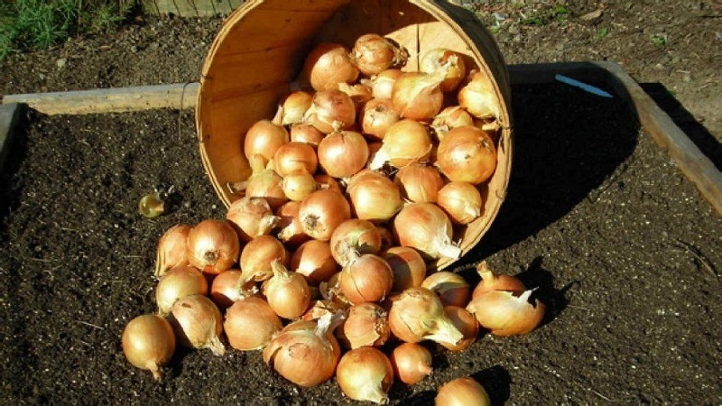 Variétés d'hiver d'ensembles d'oignons à planter avant l'hiver