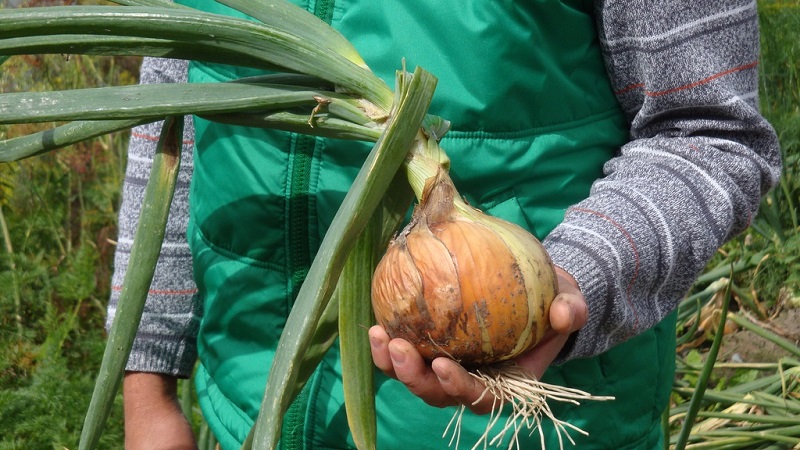 Variétés d'hiver d'ensembles d'oignons à planter avant l'hiver
