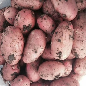 Pourquoi les jardiniers aiment tellement cultiver les pommes de terre cerises: caractéristiques et description de la variété