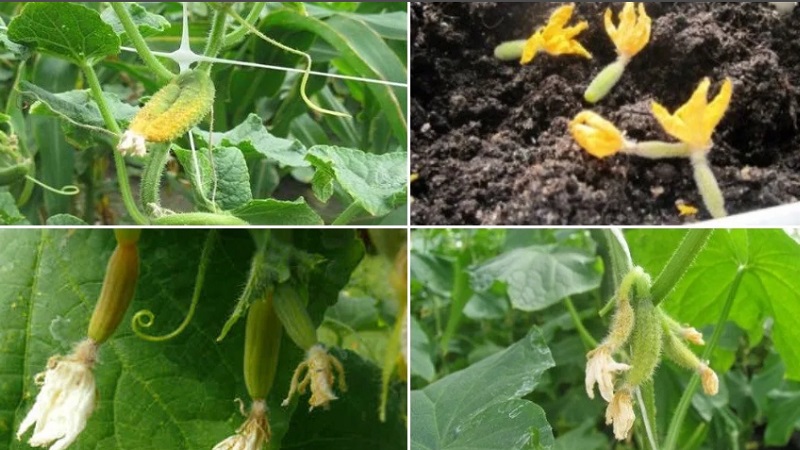 Pourquoi les ovaires de concombre tombent-ils et que faire pour sauver votre récolte