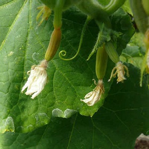 Pourquoi les ovaires de concombre tombent-ils et que faire pour sauver votre récolte