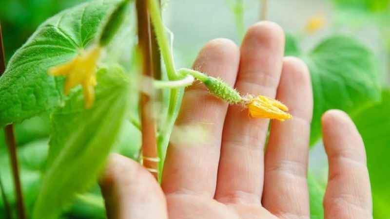 Pourquoi les ovaires de concombre tombent-ils et que faire pour sauver votre récolte