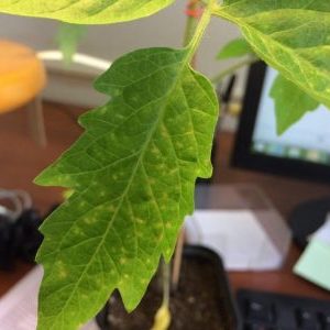 Pourquoi des taches apparaissent sur les feuilles de tomates et comment les traiter