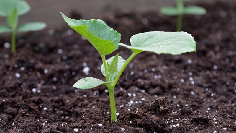 Nous nourrissons les concombres dans une serre pour une récolte riche: schémas et recettes