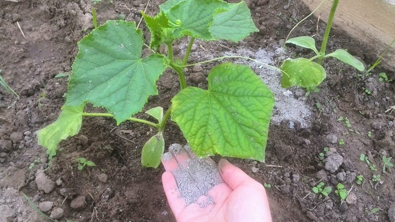 Nous nourrissons les concombres dans une serre pour une récolte riche: schémas et recettes
