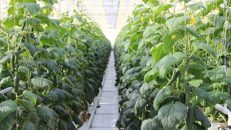 Nous nourrissons les concombres dans une serre pour une récolte riche: schémas et recettes