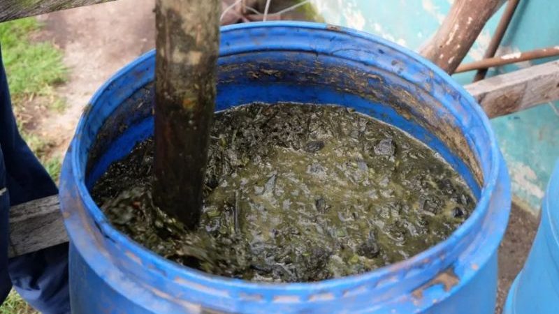 À quoi ressemble une fleur de grenade et comment prendre soin d'une plante d'intérieur pendant la floraison et la fructification