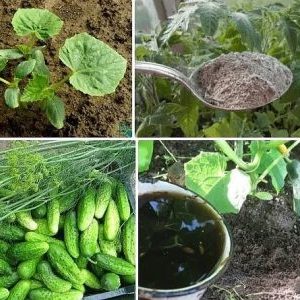 Comment nourrir les concombres avec une molène: préparation de l'engrais et règles pour son application