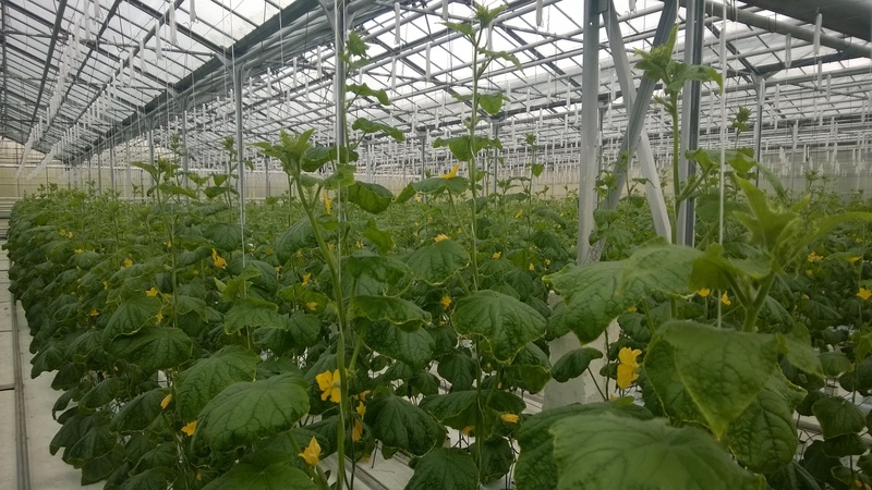 Instructions sur la façon d'attacher correctement les concombres dans une serre pour les jardiniers novices