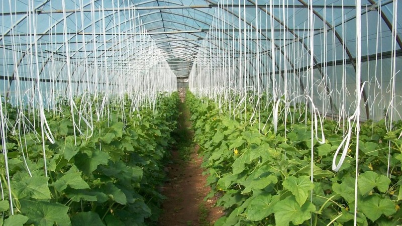 Instructions sur la façon d'attacher correctement les concombres dans une serre pour les jardiniers novices