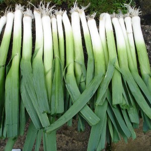 Propriétés utiles des poireaux, méthodes de culture et variétés de variétés