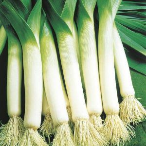 Propriétés utiles des poireaux, méthodes de culture et variétés de variétés