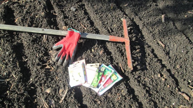 Planter des radis en août - quand planter et est-il possible de le faire