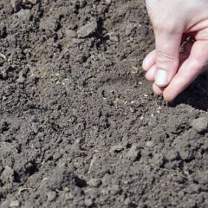 Instructions pour planter des graines d'aneth en pleine terre pour les jardiniers débutants