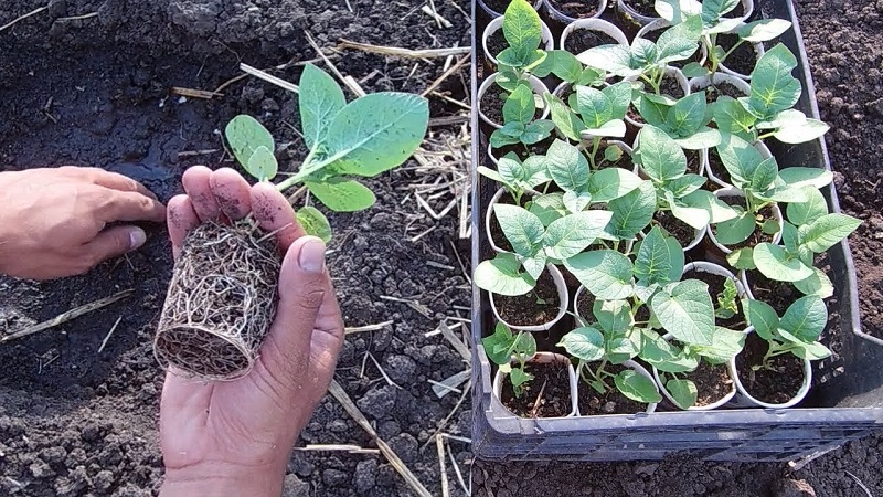 Instructions étape par étape: comment faire pousser des pommes de terre à partir de graines à la maison